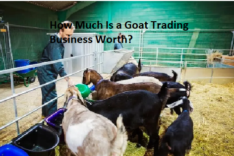 How Much Is a Goat Trading Business Worth? How Much Is a Goat Trading Business Worth?