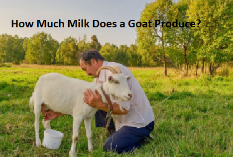 How Much Milk Does a Goat Produce? How Much Milk Does a Goat Produce?