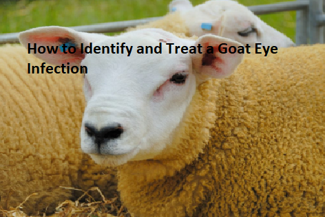 How to Identify and Treat a Goat Eye Infection How to Identify and Treat a Goat Eye Infection