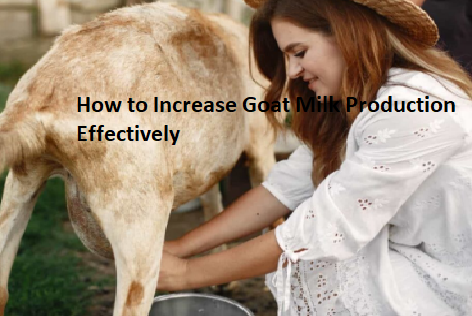 How to Increase Goat Milk Production Effectively How to Increase Goat Milk Production Effectively