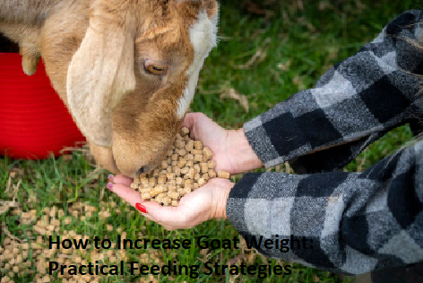How to Increase Goat Weight: Practical Feeding Strategies How to Increase Goat Weight: Practical Feeding Strategies