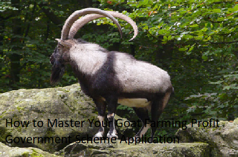 How to Master Your Goat Farming Profit Government Scheme Application