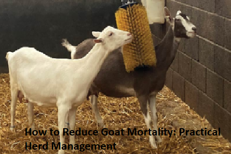 How to Reduce Goat Mortality: Practical Herd Management How to Reduce Goat Mortality: Practical Herd Management