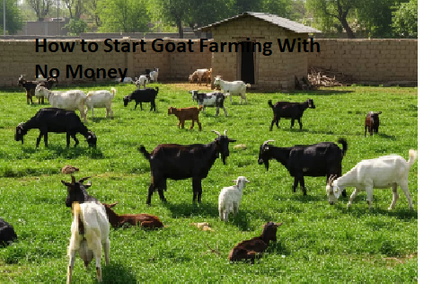 How to Start Goat Farming With No Money How to Start Goat Farming With No Money