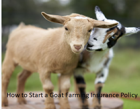 How to Start a Goat Farming Insurance Policy