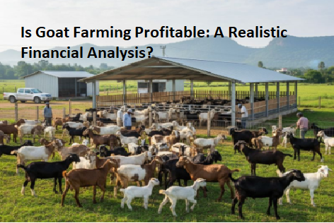Is Goat Farming Profitable: A Realistic Financial Analysis? Is Goat Farming Profitable: A Realistic Financial Analysis?