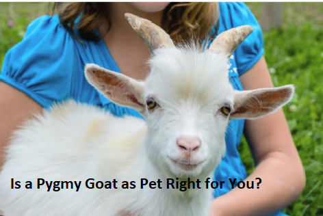 Is a Pygmy Goat as Pet Right for You? Is a Pygmy Goat as Pet Right for You?