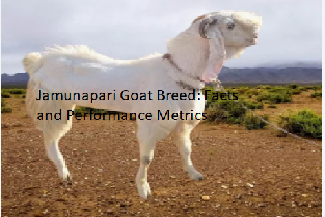 Jamunapari Goat Breed: Facts and Performance Metrics Jamunapari Goat Breed: Facts and Performance Metrics