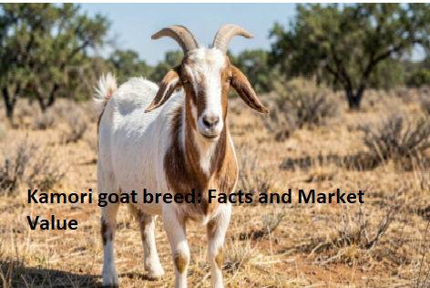 Kamori goat breed: Facts and Market Value Kamori goat breed: Facts and Market Value