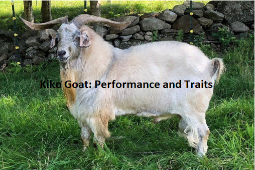 Kiko Goat: Performance and Traits Kiko Goat: Performance and Traits