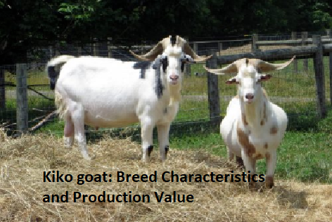 Kiko goat: Breed Characteristics and Production Value Kiko goat: Breed Characteristics and Production Value