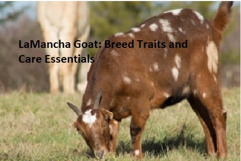 LaMancha Goat: Breed Traits and Care Essentials LaMancha Goat: Breed Traits and Care Essentials