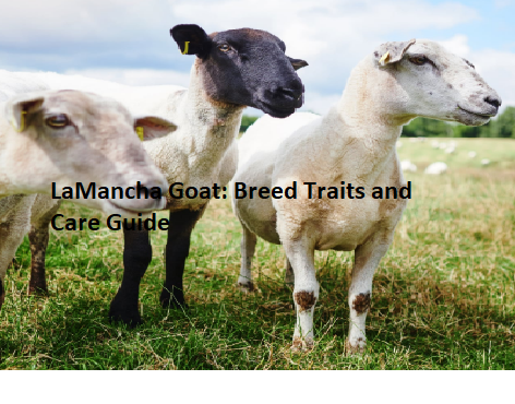 LaMancha Goat: Breed Traits and Care Guide LaMancha Goat: Breed Traits and Care Guide
