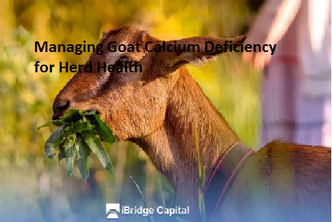 Managing Goat Calcium Deficiency for Herd Health Managing Goat Calcium Deficiency for Herd Health