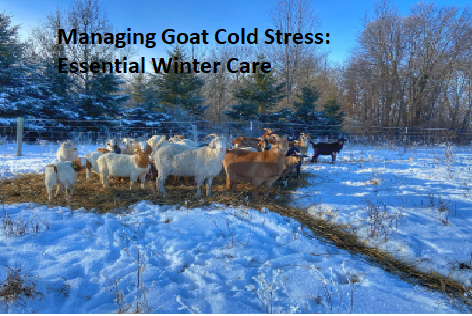 Managing Goat Cold Stress: Essential Winter Care Managing Goat Cold Stress: Essential Winter Care