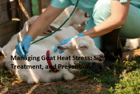 Managing Goat Heat Stress: Signs, Treatment, and Prevention Managing Goat Heat Stress: Signs, Treatment, and Prevention