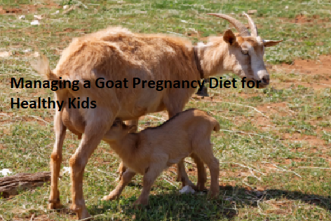 Managing a Goat Pregnancy Diet for Healthy Kids Managing a Goat Pregnancy Diet for Healthy Kids