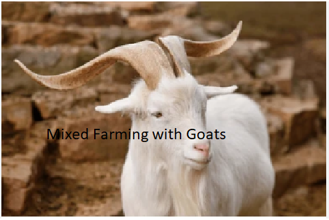 Mixed Farming with Goats Mixed Farming with Goats
