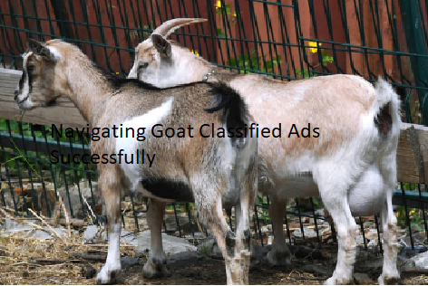 Navigating Goat Classified Ads Successfully Navigating Goat Classified Ads Successfully