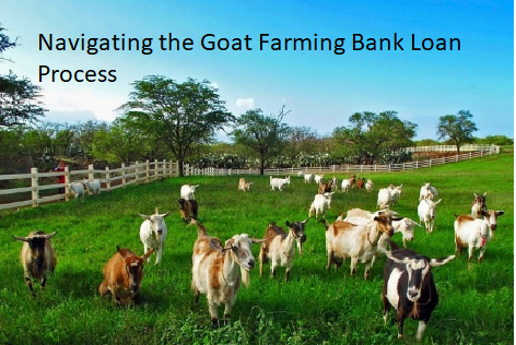 Navigating the Goat Farming Bank Loan Process Navigating the Goat Farming Bank Loan Process