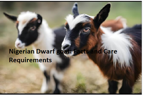 Nigerian Dwarf goat: Facts and Care Requirements Nigerian Dwarf goat: Facts and Care Requirements