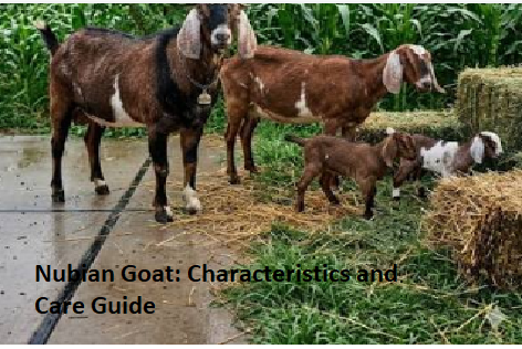 Nubian Goat: Characteristics and Care Guide Nubian Goat: Characteristics and Care Guide