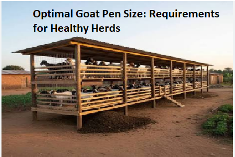 Optimal Goat Pen Size: Requirements for Healthy Herds Optimal Goat Pen Size: Requirements for Healthy Herds
