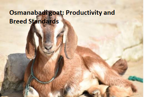 Osmanabadi goat: Productivity and Breed Standards Osmanabadi goat: Productivity and Breed Standards