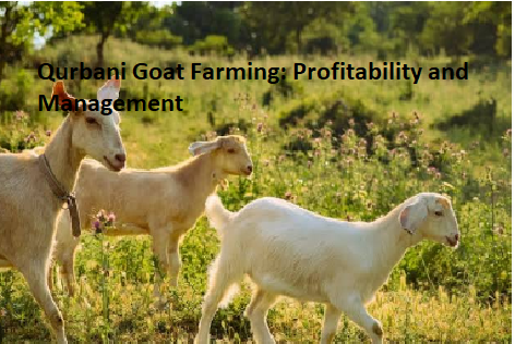 Qurbani Goat Farming: Profitability and Management Qurbani Goat Farming: Profitability and Management