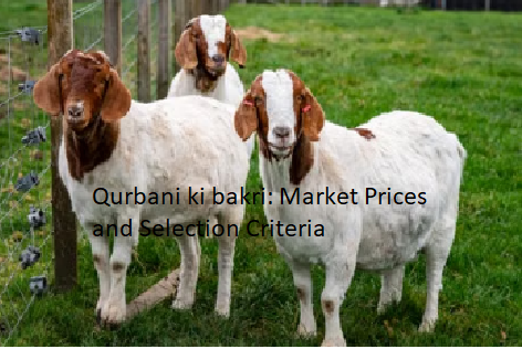 Qurbani ki bakri: Market Prices and Selection Criteria Qurbani ki bakri: Market Prices and Selection Criteria