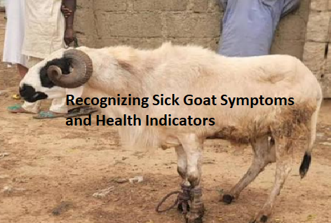 Recognizing Sick Goat Symptoms and Health Indicators Recognizing Sick Goat Symptoms and Health Indicators