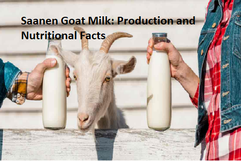 Saanen Goat Milk: Production and Nutritional Facts Saanen Goat Milk: Production and Nutritional Facts