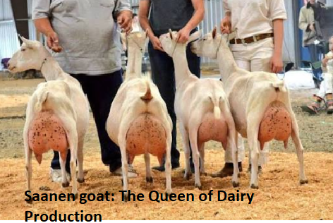 Saanen goat: The Queen of Dairy Production Saanen goat: The Queen of Dairy Production