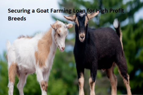 Securing a Goat Farming Loan for High Profit Breeds