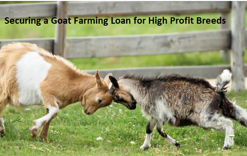 Securing a Goat Farming Loan for High Profit Breeds