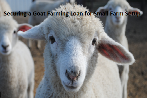 Securing a Goat Farming Loan for Small Farm Setup