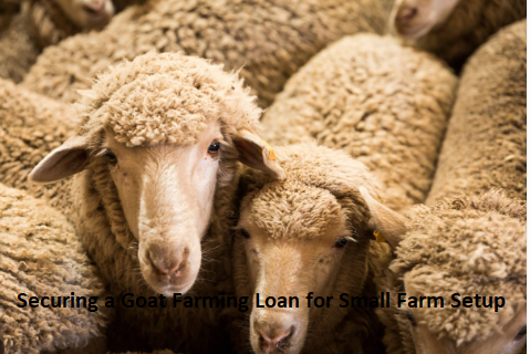 Securing a Goat Farming Loan for Small Farm Setup