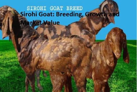 Sirohi Goat: Breeding, Growth and Market Value Sirohi Goat: Breeding, Growth and Market Value