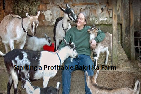 Starting a Profitable Bakri Ka Farm Starting a Profitable Bakri Ka Farm