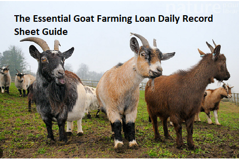 The Essential Goat Farming Loan Daily Record Sheet Guide