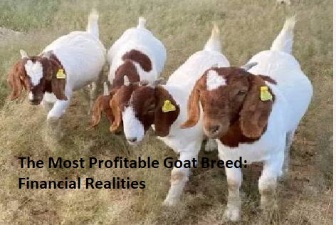 The Most Profitable Goat Breed: Financial Realities The Most Profitable Goat Breed: Financial Realities