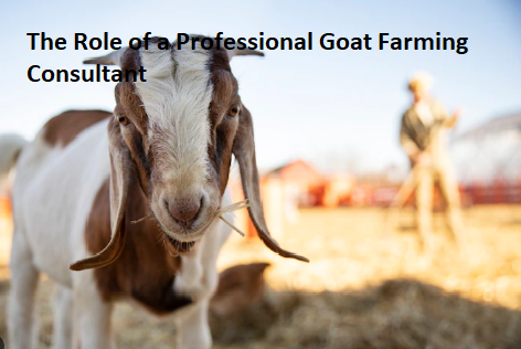 The Role of a Professional Goat Farming Consultant The Role of a Professional Goat Farming Consultant