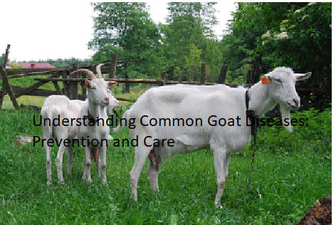 Understanding Common Goat Diseases: Prevention and Care Understanding Common Goat Diseases: Prevention and Care