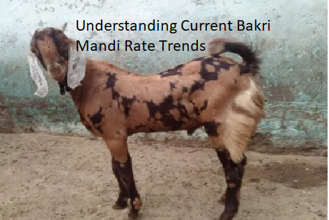 Understanding Current Bakri Mandi Rate Trends Understanding Current Bakri Mandi Rate Trends