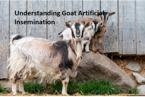 Understanding Goat Artificial Insemination Understanding Goat Artificial Insemination