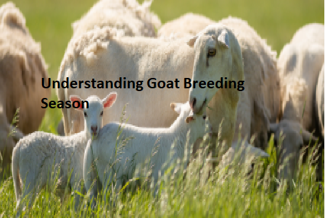 Understanding Goat Breeding Season Understanding Goat Breeding Season