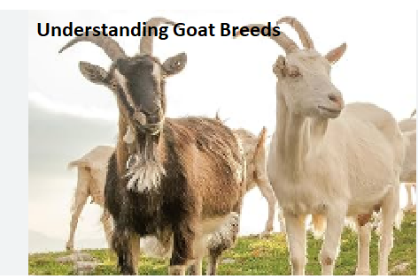 Understanding Goat Breeds Understanding Goat Breeds