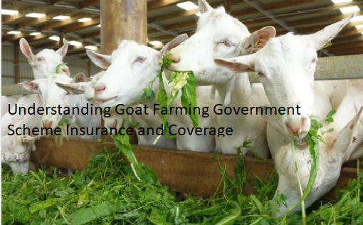 Understanding Goat Farming Government Scheme Insurance and Coverage Understanding Goat Farming Government Scheme Insurance and Coverage