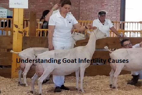 Understanding Goat Infertility Causes Understanding Goat Infertility Causes
