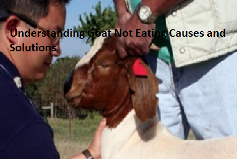 Understanding Goat Not Eating Causes and Solutions Understanding Goat Not Eating Causes and Solutions
